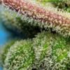 Buy Do-Sweet-Dos Feminized Seeds by Sweet Seeds in America - Image 2
