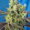 Buy Do-Sweet-Dos Feminized Seeds by Sweet Seeds in America