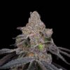 Double Up Feminized Seeds