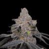 Double Up Feminized Seeds