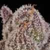Double Up Feminized Seeds