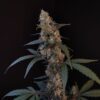 Buy Original BubbleGum Auto Feminized Seeds by FastBuds in America - Image 3