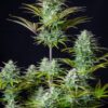 Buy Kosher Cake Auto Feminized Seeds by FastBuds in America - Image 2