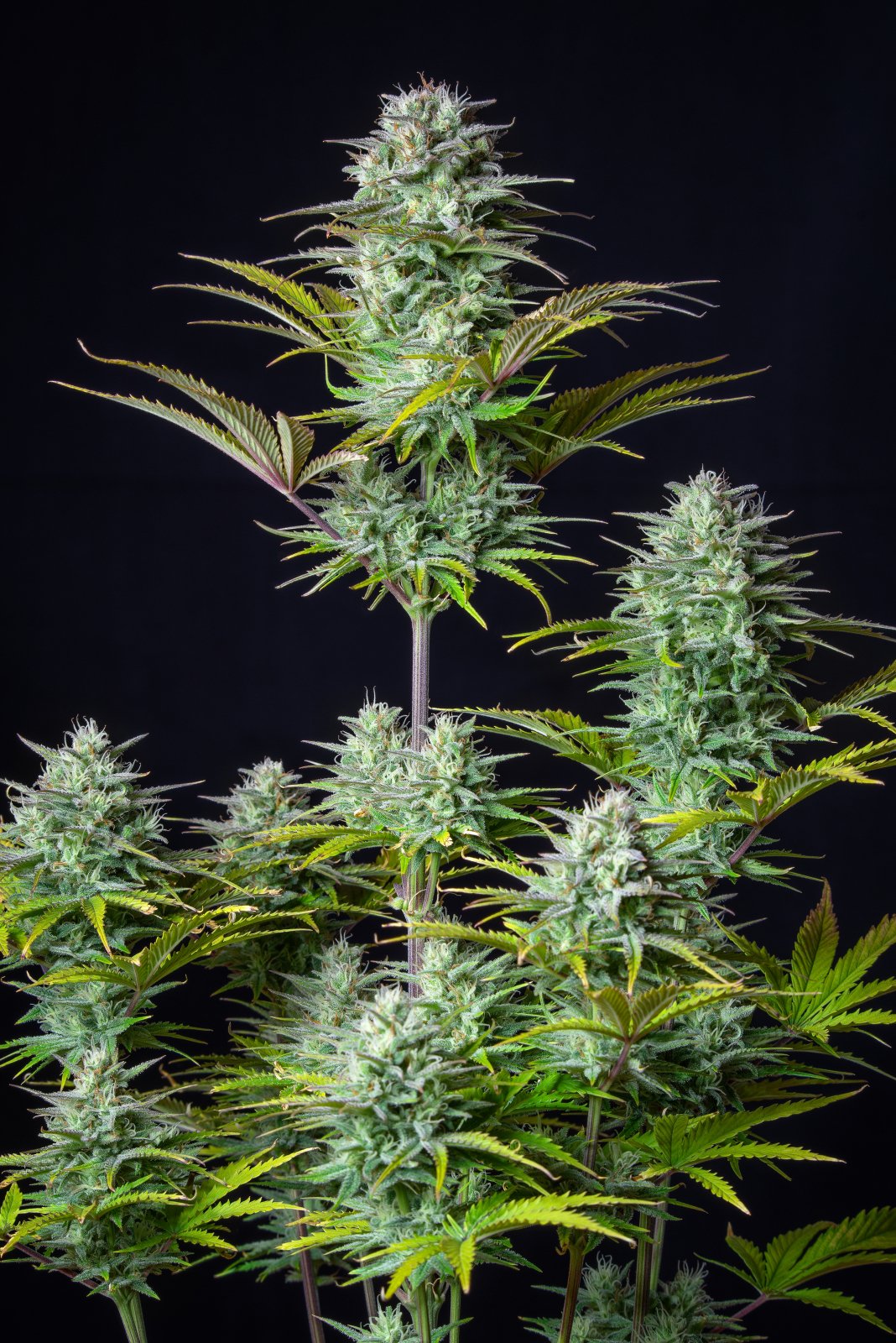 Buy Kosher Cake Auto Feminized Seeds by FastBuds in America - Image 2