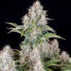 Buy Original Cinderella Auto Feminized Seeds by FastBuds in America - Image 3