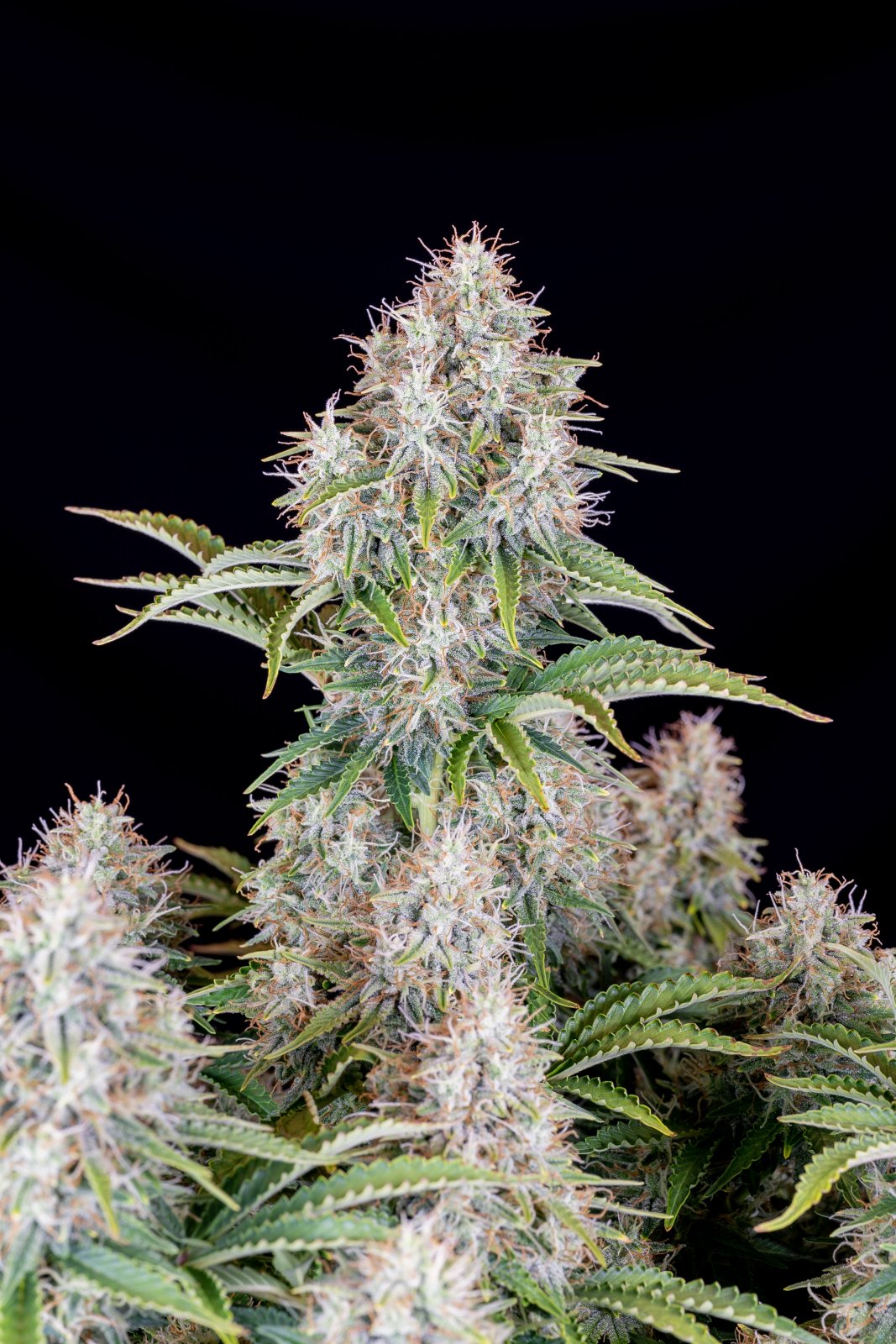 Buy Original Cinderella Auto Feminized Seeds by FastBuds in America - Image 3