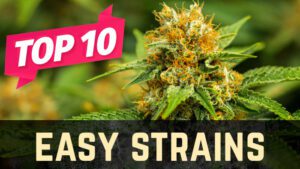 Top 10 Beginner Weed Strains