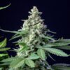 Buy Easy Bud Auto Feminized Seeds by Royal Queen Seeds in America - Image 2
