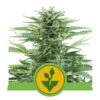 Buy Easy Bud Auto Feminized Seeds by Royal Queen Seeds in America