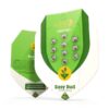 Buy Easy Bud Auto Feminized Seeds by Royal Queen Seeds in America - Image 3