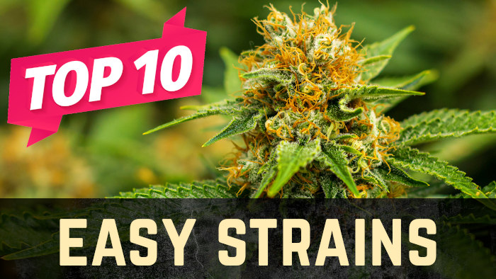 Top 10 Beginner Weed Strains