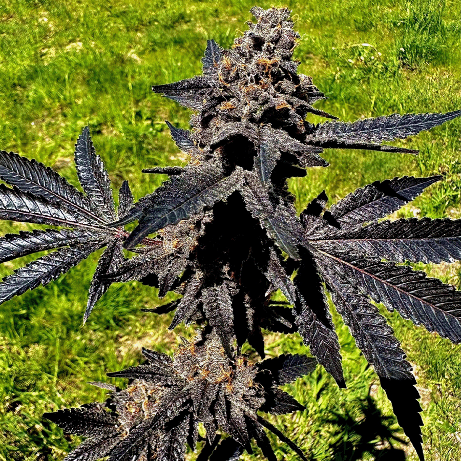 Event Horizon Feminized Seeds