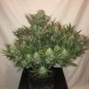 Buy Gorilla Glue Auto Feminized Seeds by FastBuds in America - Image 2
