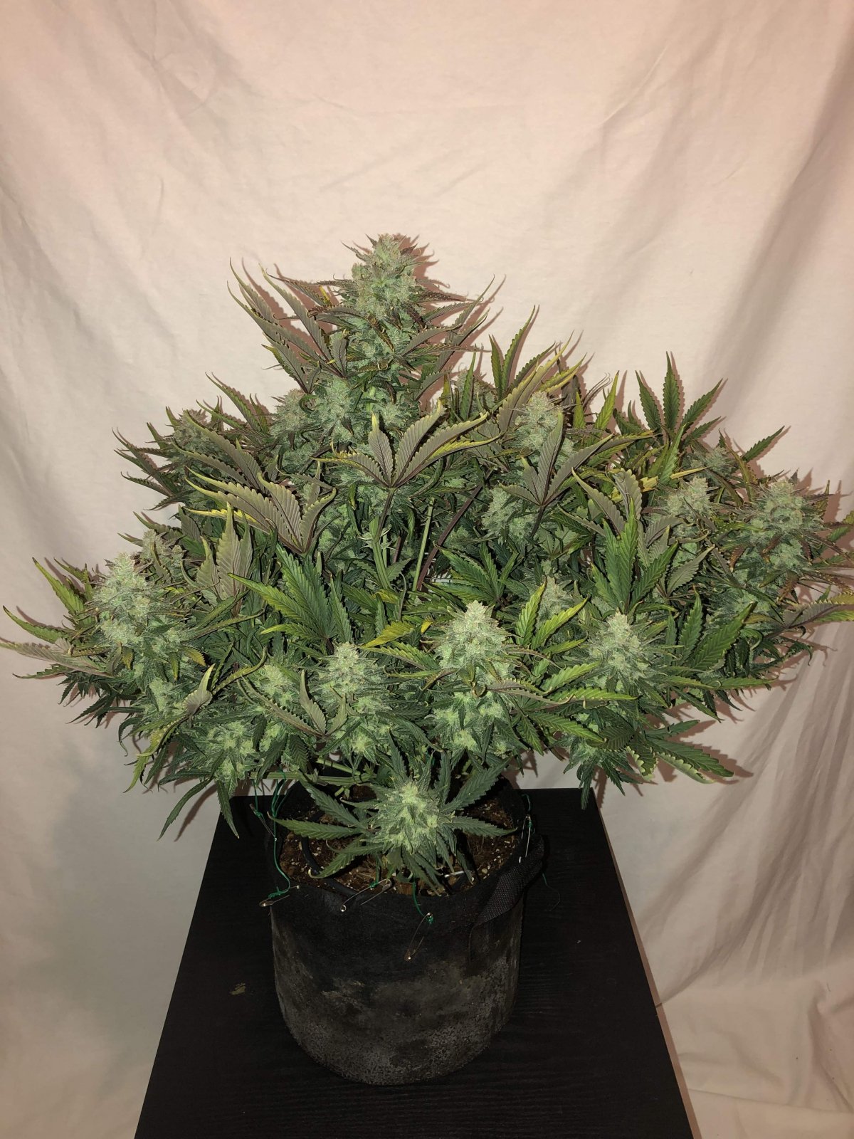 Buy Gorilla Glue Auto Feminized Seeds by FastBuds in America - Image 2