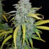 Buy Blue Dream Auto Feminized Seeds by FastBuds in America - Image 3