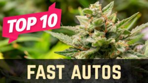 Top 10 Fast Autoflower Strains