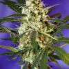 Buy Fast Bud #2 Auto Feminized Seeds by Sweet Seeds in America