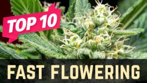 Top 10 Fast Flowering Weed Strains
