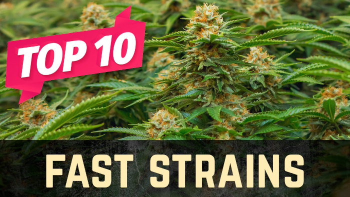 Top 10 Fast Version Weed Strains