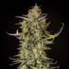 Buy Fat Banana Auto Feminized Seeds by Royal Queen Seeds in America - Image 2