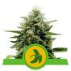 Buy Fat Banana Auto Feminized Seeds by Royal Queen Seeds in America