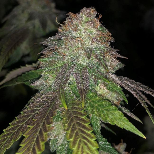 Buy Kuntz Feminized Seeds by Pheno Finder Seeds in America - Stellar Seeds