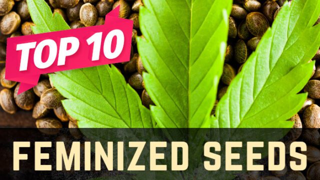 Top 10 Feminized Weed Seeds - Stellar Seeds