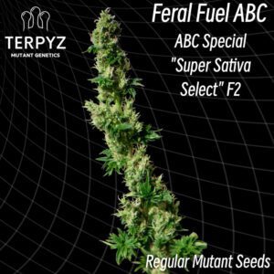 Feral Fuel ABC Regular Seeds