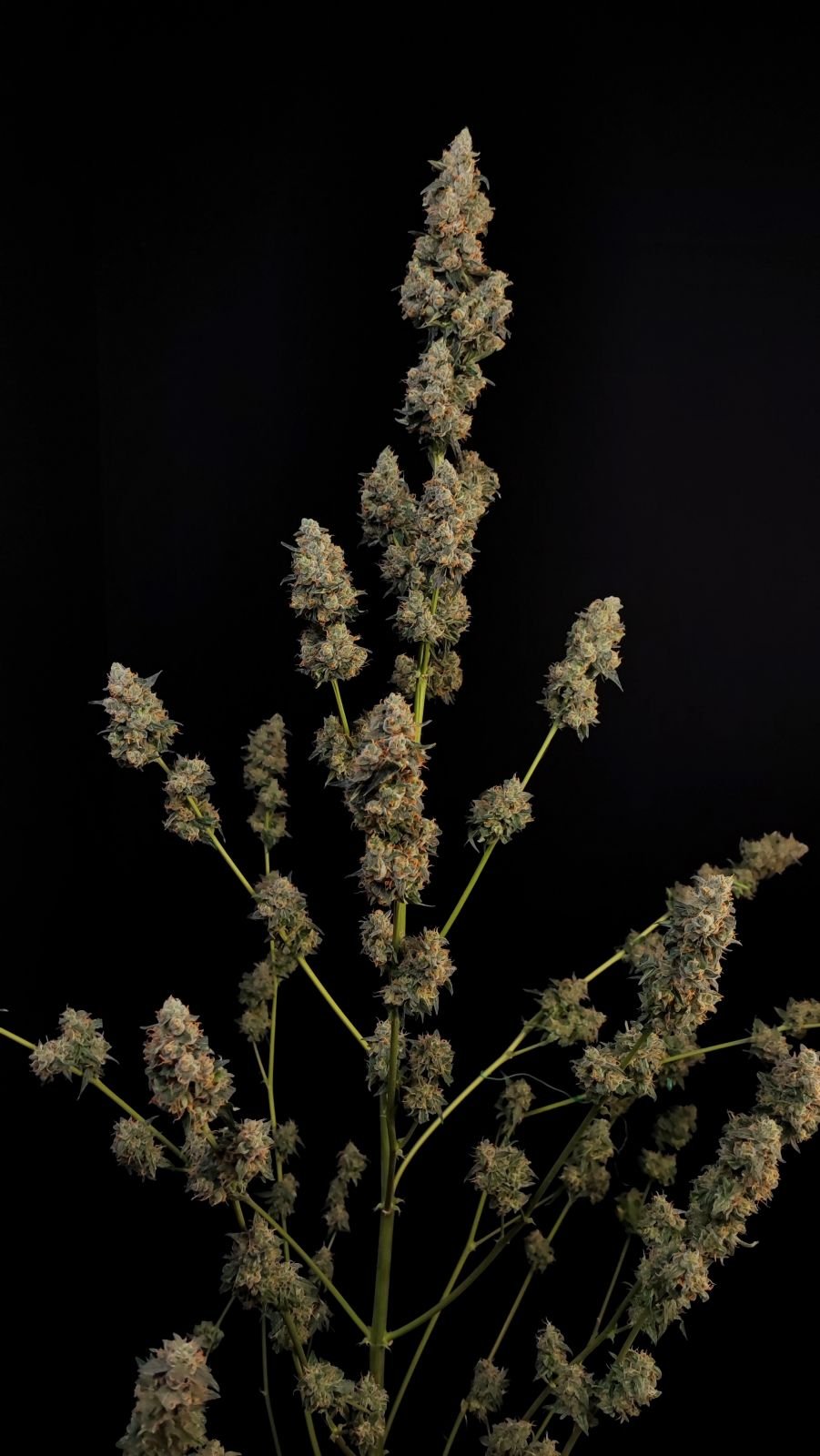 Buy Original Northern Lights Auto Feminized Seeds by FastBuds in America - Image 4