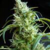 Buy Flash Back #2 Feminized Seeds by Sweet Seeds in America