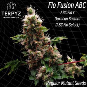 Flo Fusion ABC Regular Seeds