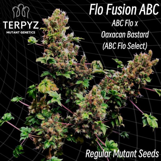 Flo Fusion ABC Regular Seeds