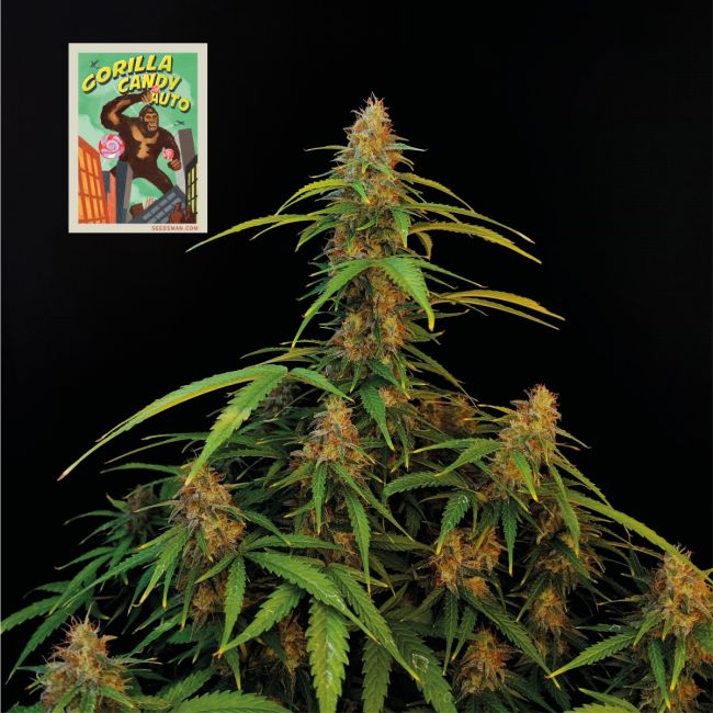 Buy Gorilla Candy Auto Feminized Seeds By Seedsman In America Stellar