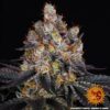 Gelato Feminized Seeds