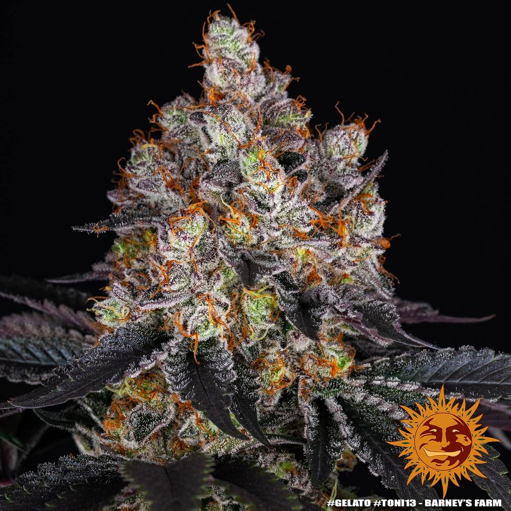 Gelato Feminized Seeds