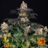Gelato Feminized Seeds