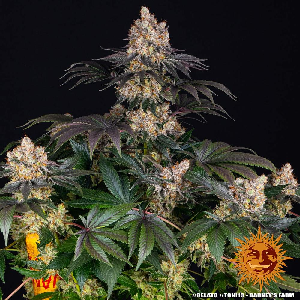 Gelato Feminized Seeds