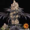 Gelato Feminized Seeds