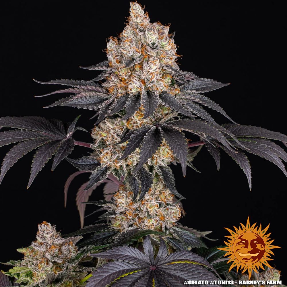 Gelato Feminized Seeds