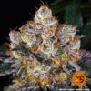 Gelato Feminized Seeds