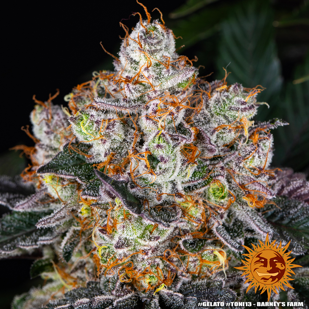 Gelato Feminized Seeds