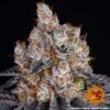 Gelato Feminized Seeds