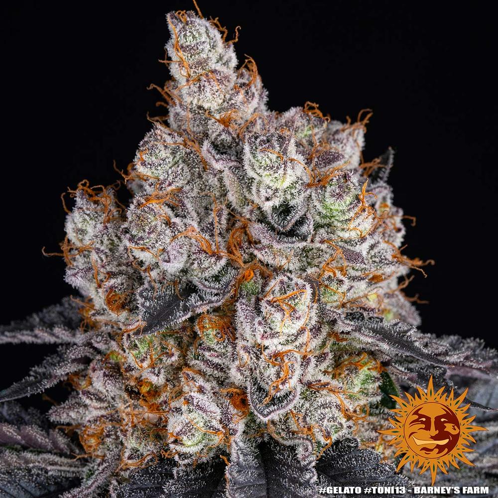 Gelato Feminized Seeds