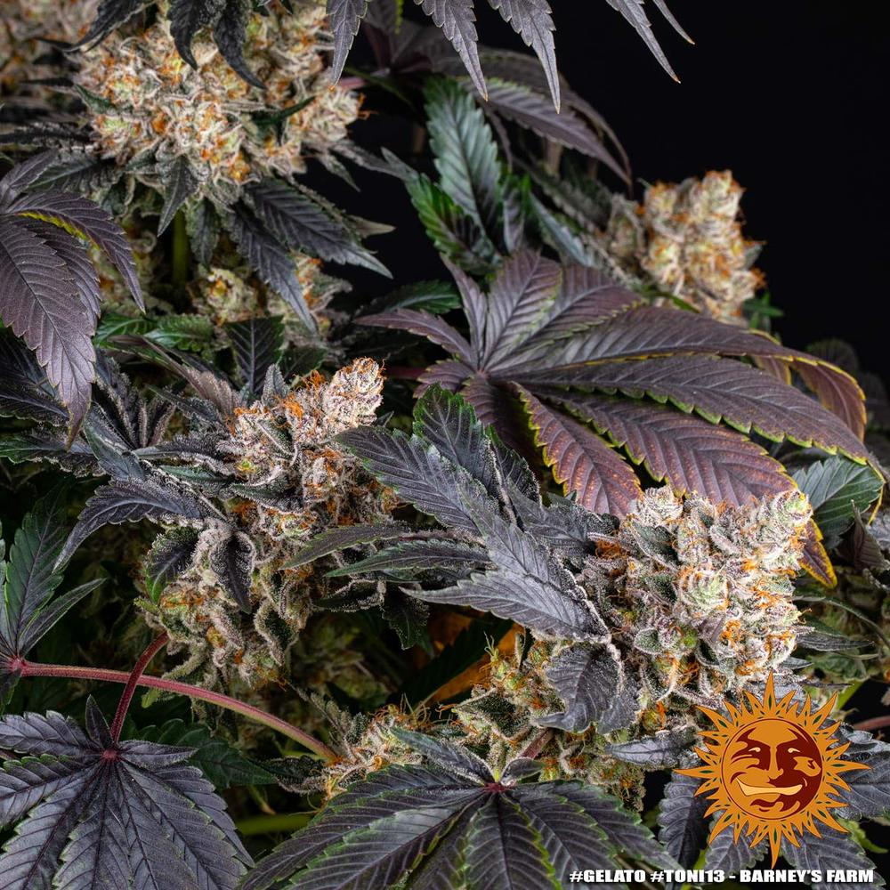 Gelato Feminized Seeds