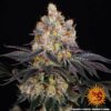 Gelato Feminized Seeds