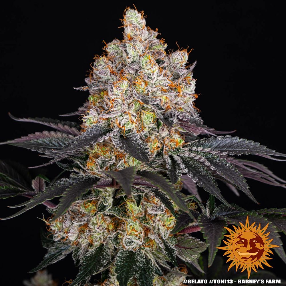 Gelato Feminized Seeds