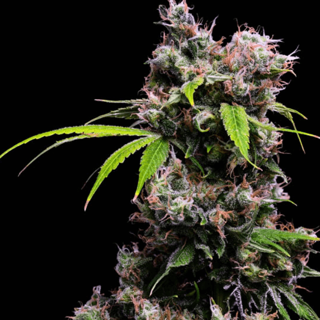 Buy Golden Pineapple S1 Feminized Seeds By Green Bodhi In America   Golden Pineapple 2 