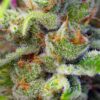 Buy Gorilla Girl Feminized Seeds by Sweet Seeds in America - Image 2