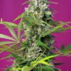 Buy Gorilla Girl Feminized Seeds by Sweet Seeds in America