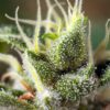 Buy Gorilla Girl F1 FAST Feminized Seeds by Sweet Seeds in America - Image 2